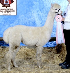Description: Michaelle-young.jpg